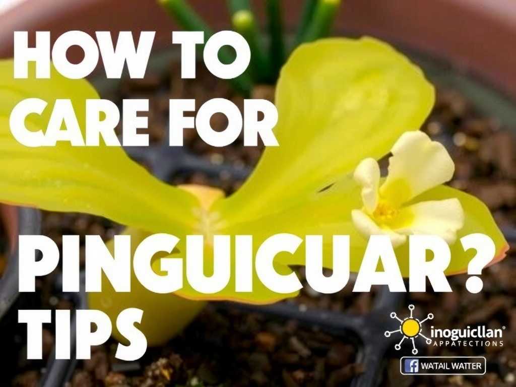 How to Care for Pinguicula: Weather Adaptation Tips(1) How to Care for Pinguicula: Weather Adaptation Tips(1)
