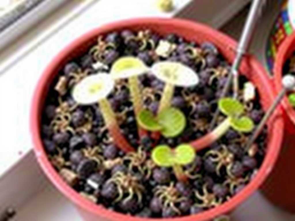 How to Care for Pinguicula with Healthy Roots