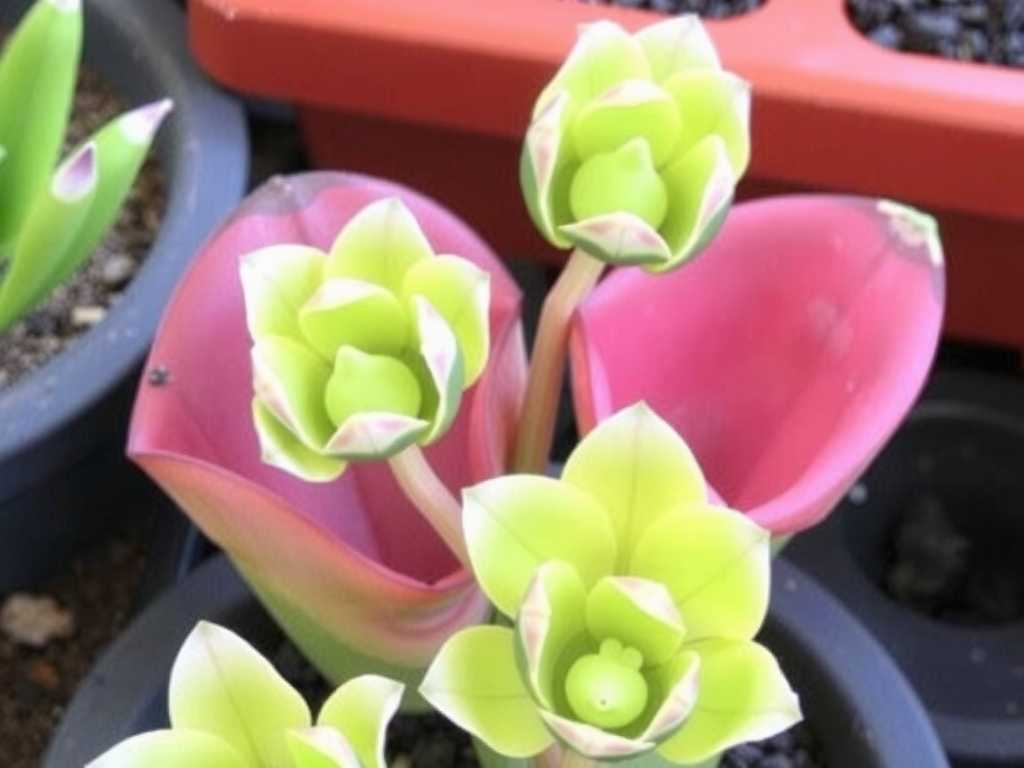 How to Care for Pinguicula Cuttings Successfully