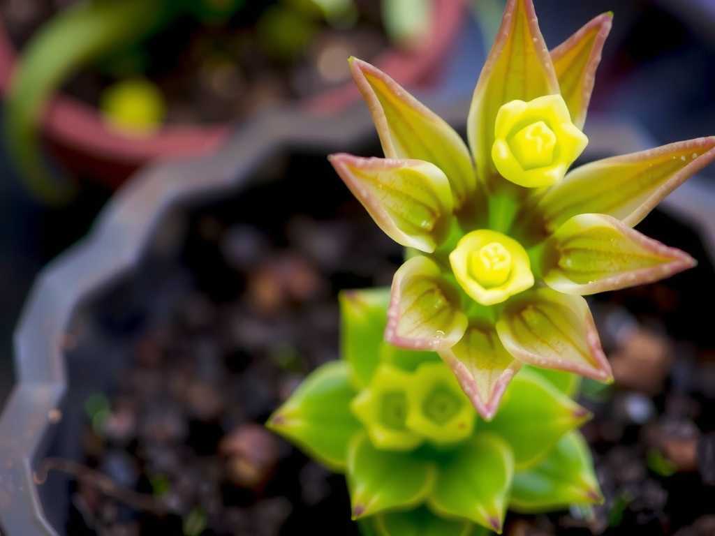 How to Care for Pinguicula Cuttings Successfully(1) How to Care for Pinguicula Cuttings Successfully(1)
