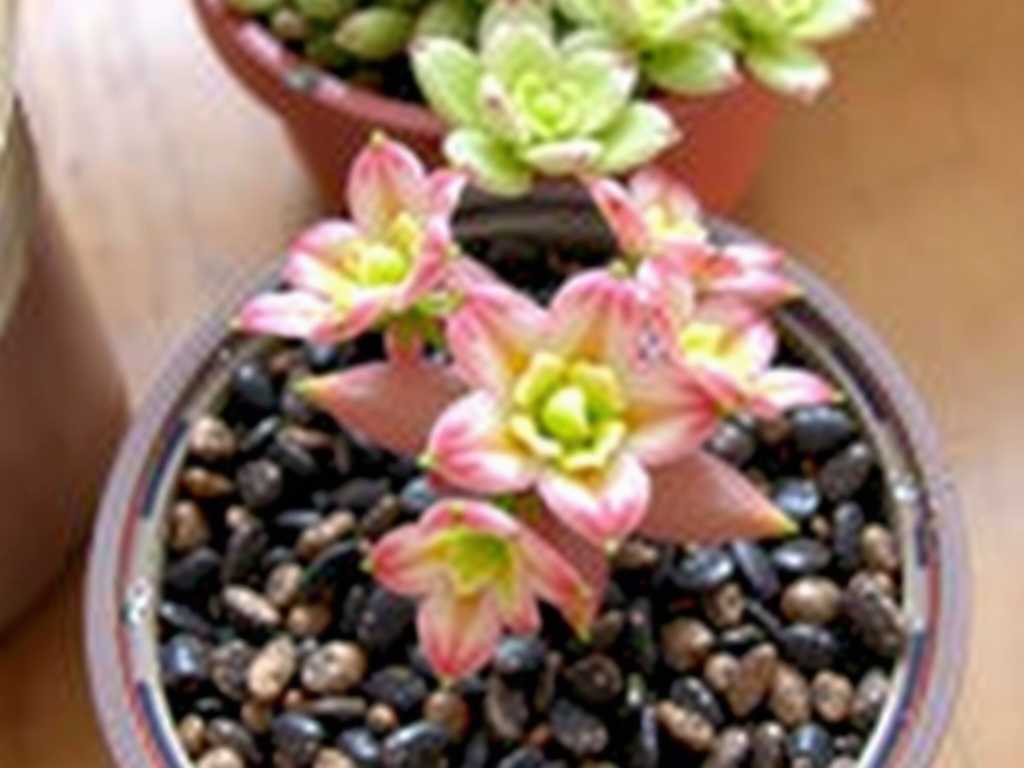How to Care for Pinguicula: Quick Care Fixes(1) How to Care for Pinguicula: Quick Care Fixes(1)
