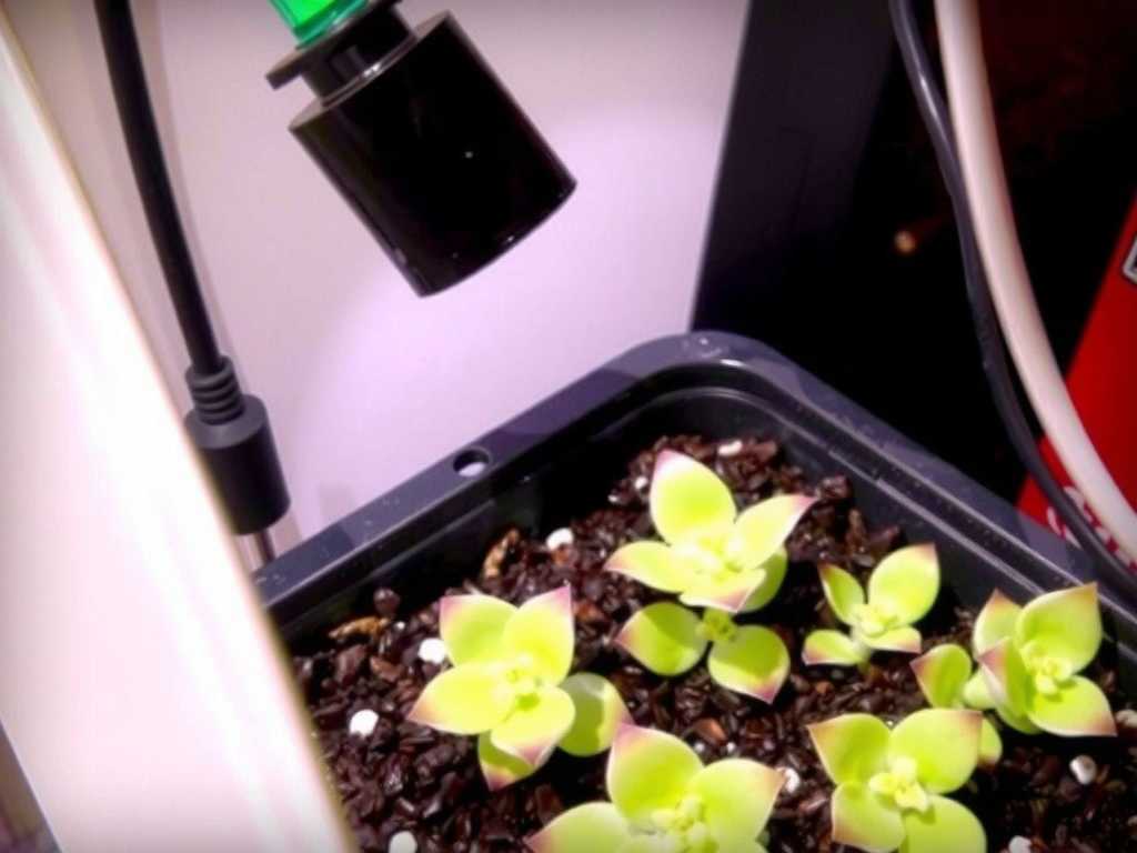 How to Care for Pinguicula with LED Lights: Setup(1) How to Care for Pinguicula with LED Lights: Setup(1)