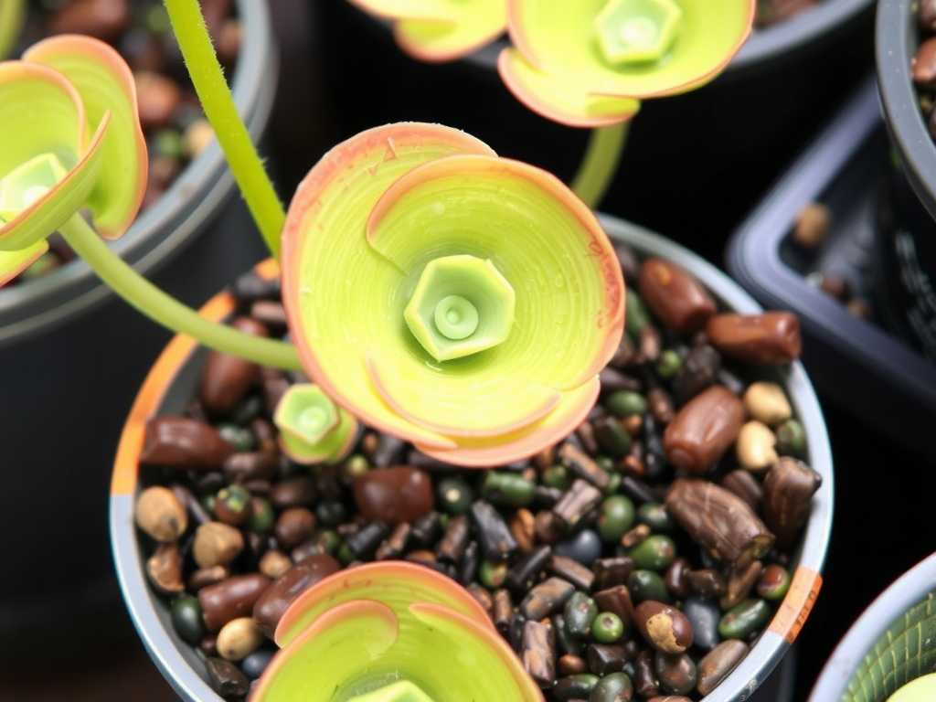 How to Care for Pinguicula: Leaf Health Guide