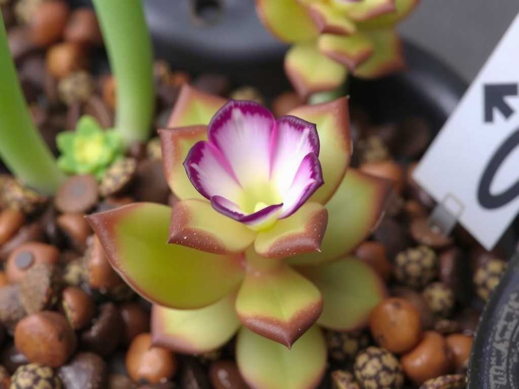 How to Care for Pinguicula with Single Rosette(1) How to Care for Pinguicula with Single Rosette(1)