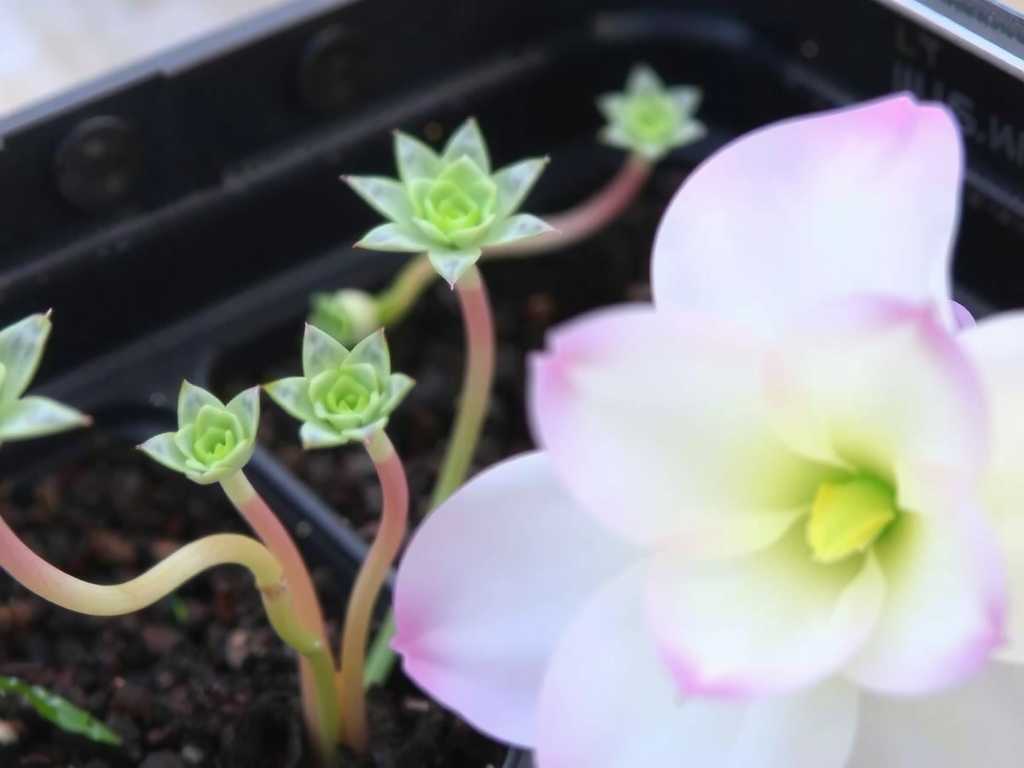 How to Care for Multiple Pinguicula Varieties(1)