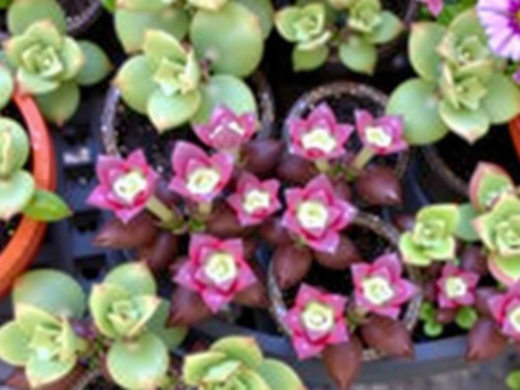 How to Care for Pinguicula: Multi-Plant Care Tips