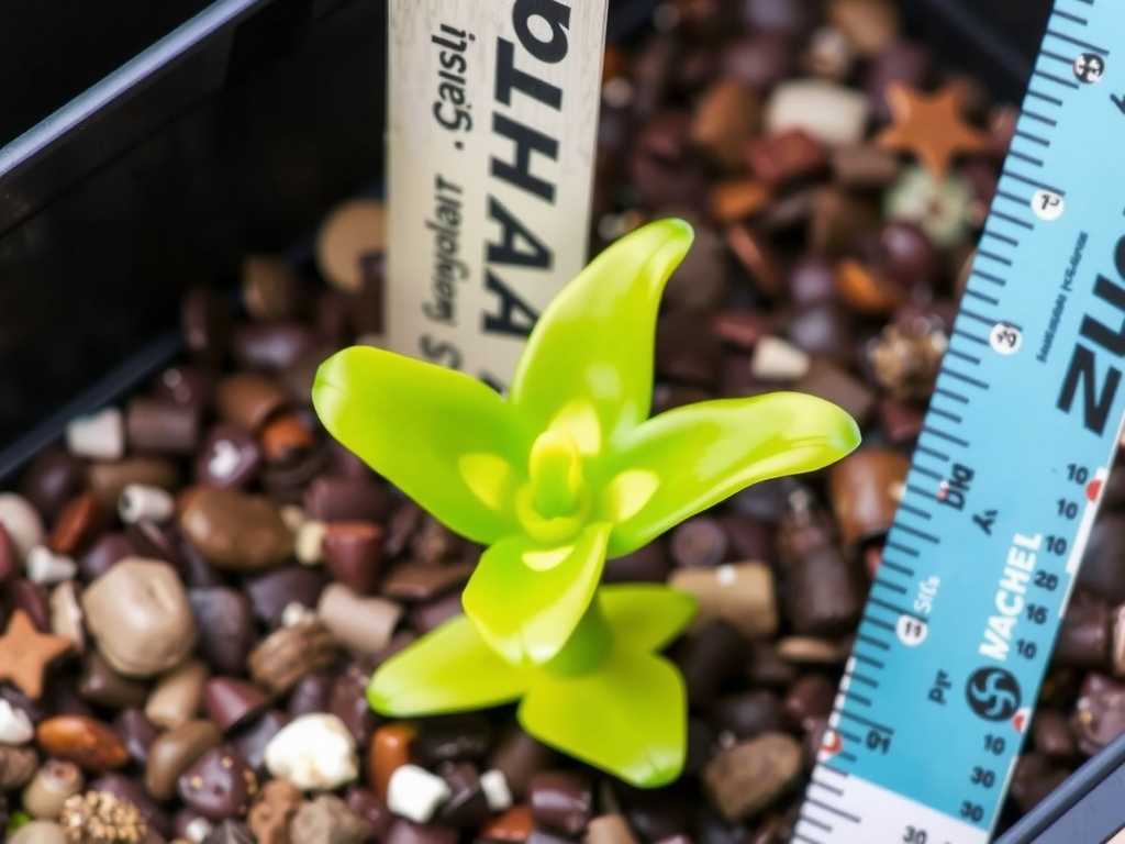 How to Care for Pinguicula While Growing Outdoors(1) How to Care for Pinguicula While Growing Outdoors(1)