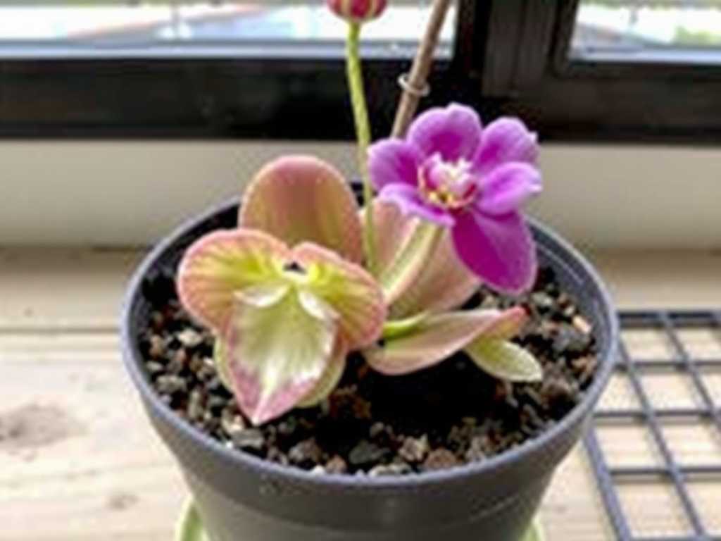 How to Care for Pinguicula While Growing Indoors