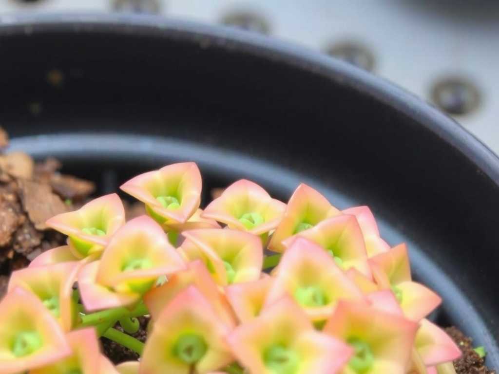 How to Care for Pinguicula with Nutrient Overload