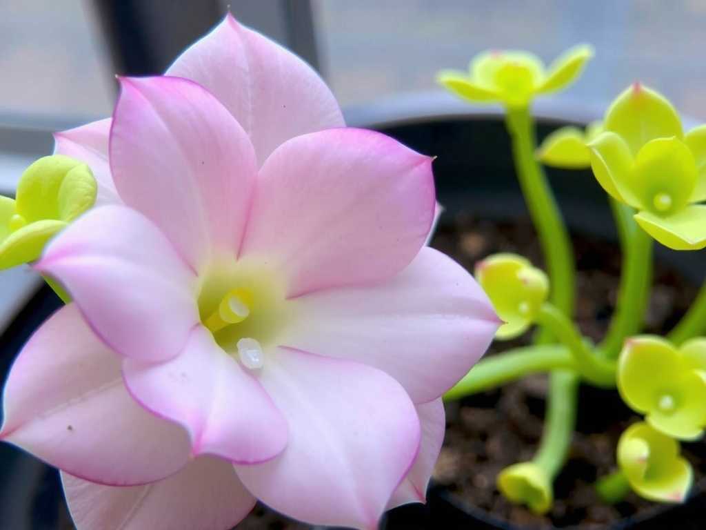 How to Care for Pinguicula with Nutrient Deficiency