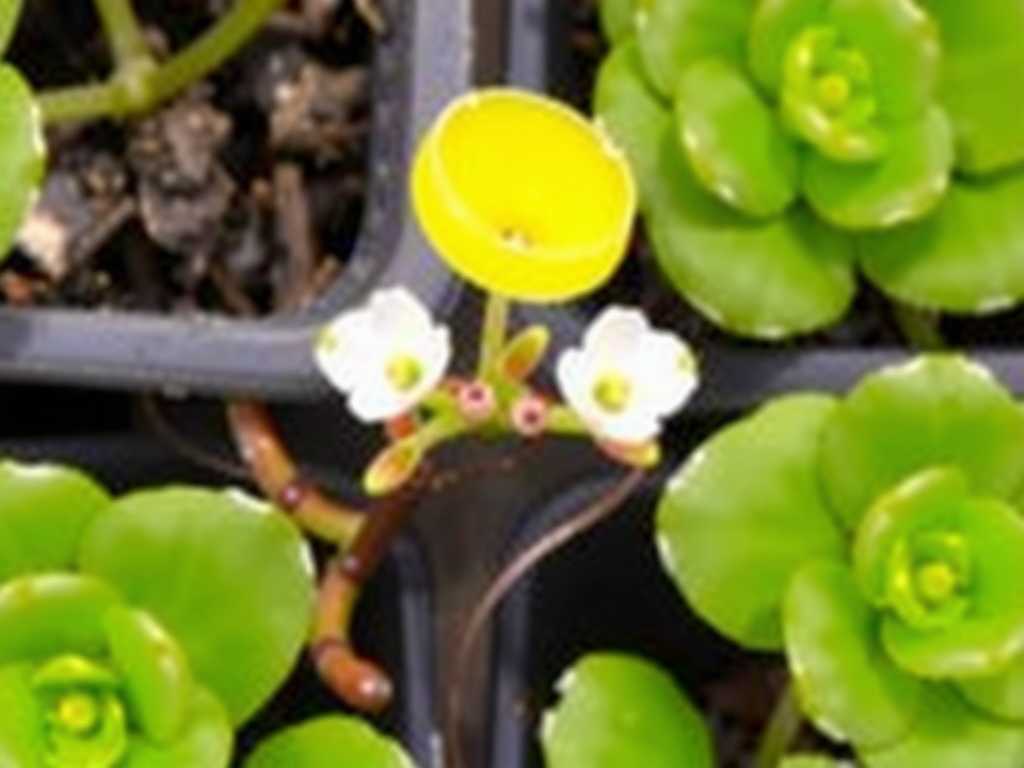 How to Care for Pinguicula to Reduce Transplant Shock