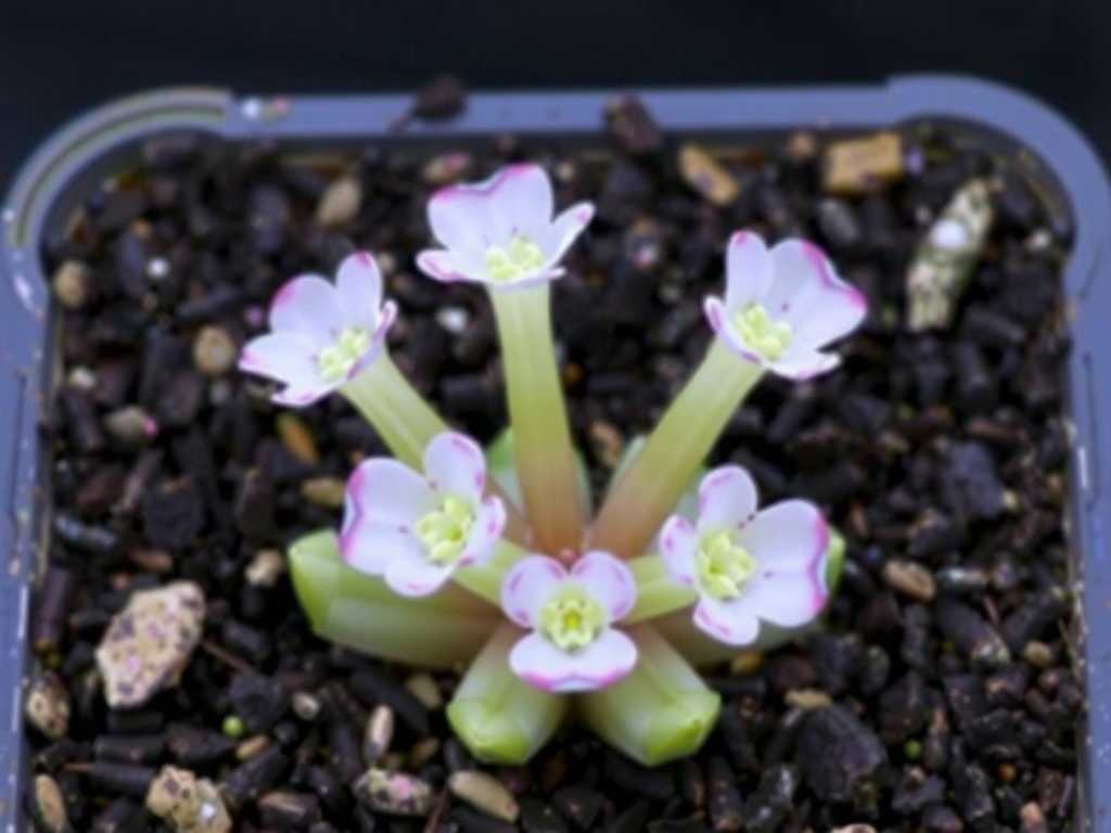 How to Care for Pinguicula to Reduce Transplant Shock(1) How to Care for Pinguicula to Reduce Transplant Shock(1)