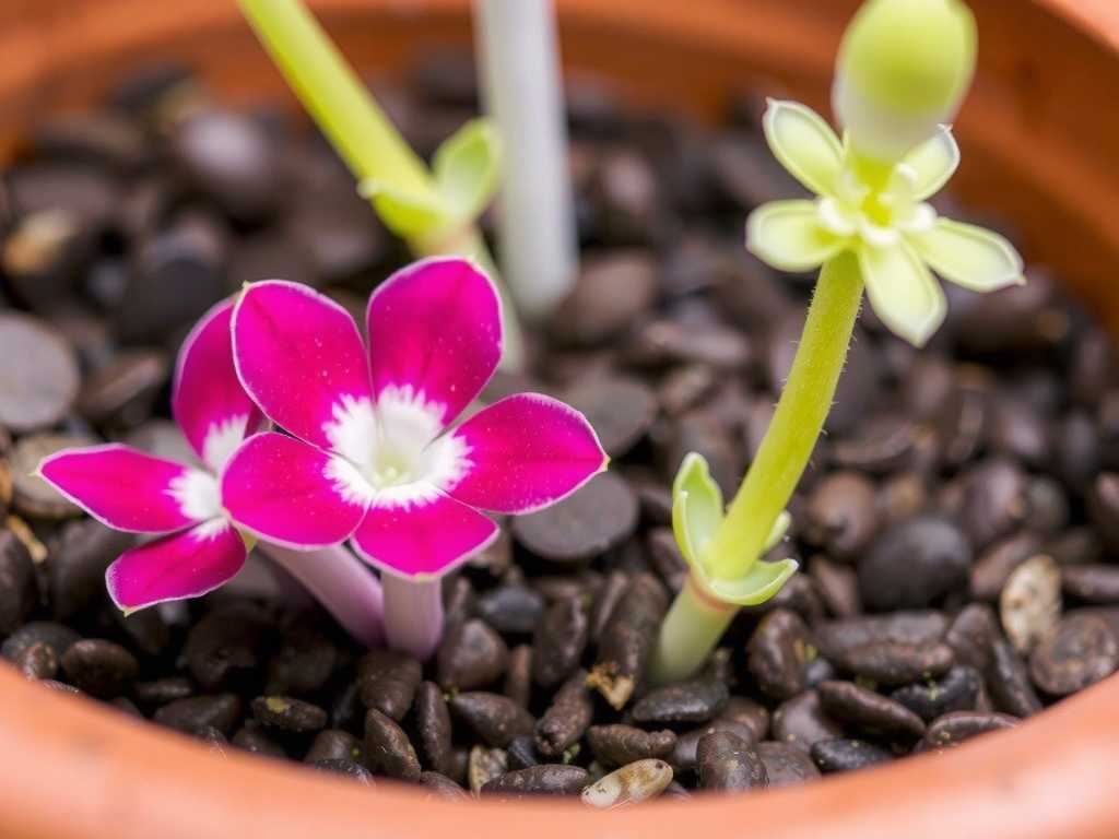 How to Care for Pinguicula After Transplant Shock(1) How to Care for Pinguicula After Transplant Shock(1)
