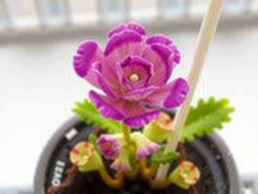 How to Care for Pinguicula: Troubleshooting Guide