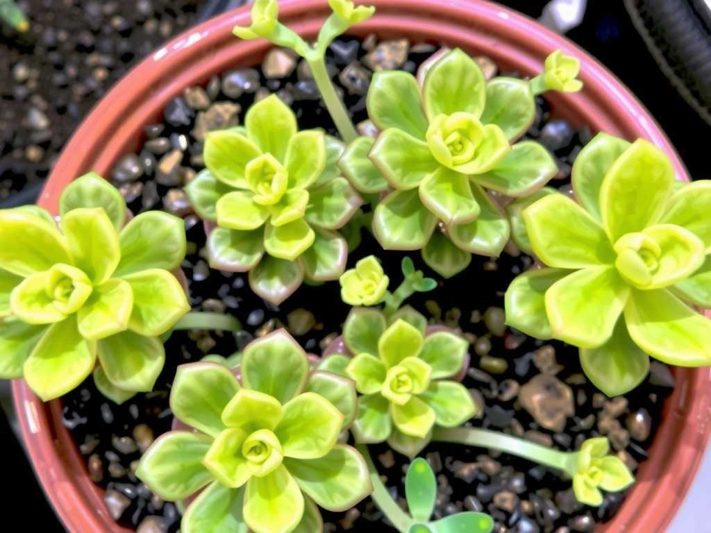 How to Care for Pinguicula: Potting Mix Guide