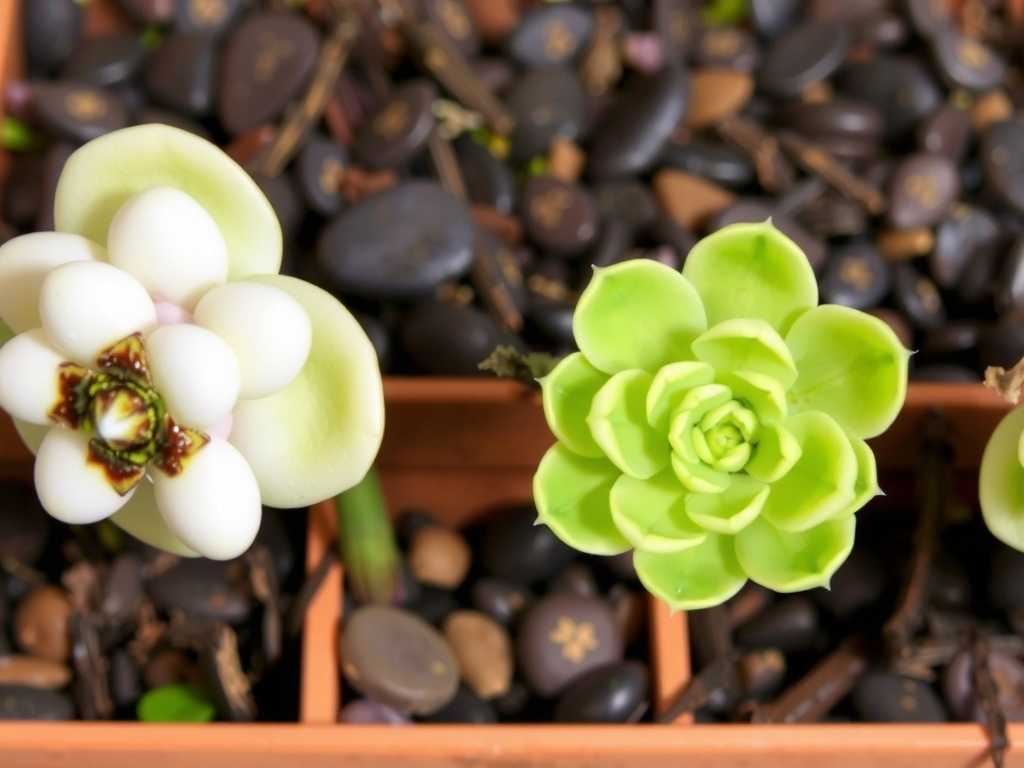 How to Care for Pinguicula in Dry Seasons(1) How to Care for Pinguicula in Dry Seasons(1)