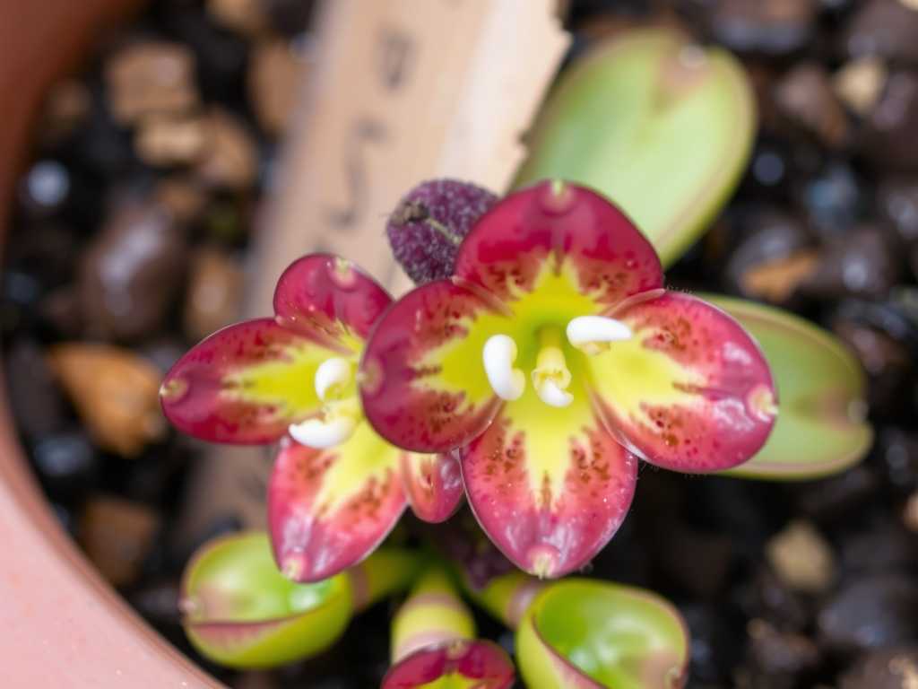 How to Care for Pinguicula in Rainy Seasons(1) How to Care for Pinguicula in Rainy Seasons(1)