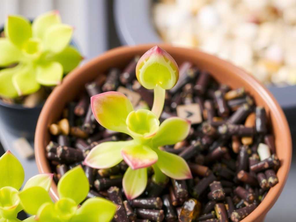 How to Care for Pinguicula: Light Intensity Guide(1) How to Care for Pinguicula: Light Intensity Guide(1)