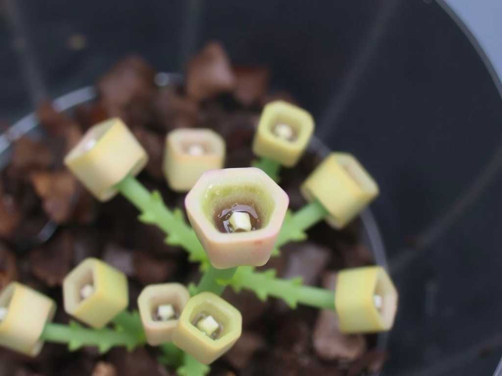 How to Care for Pinguicula: Fix Trap Issues Fast