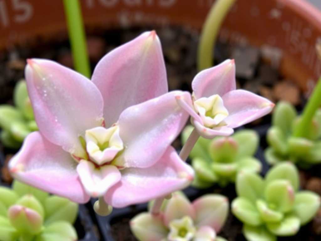How to Care for Pinguicula: Fix Trap Issues Fast(1) How to Care for Pinguicula: Fix Trap Issues Fast(1)