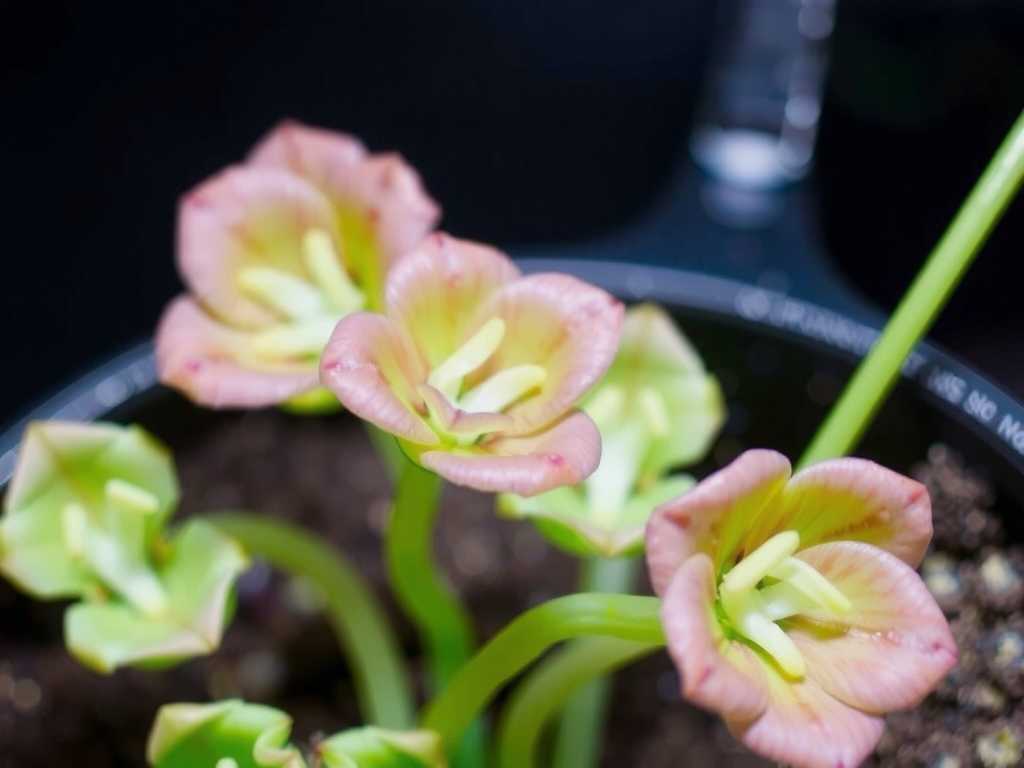 How to Care for Pinguicula with Non-Sticky Traps