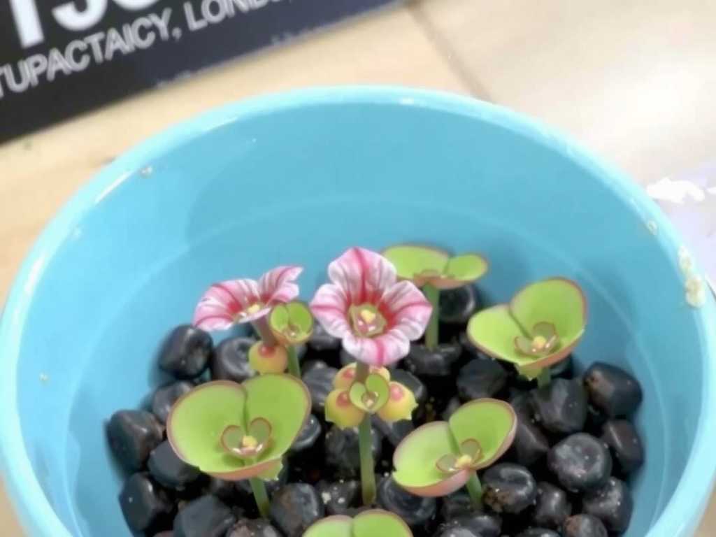 How to Care for Pinguicula with Bacterial Issues(1) How to Care for Pinguicula with Bacterial Issues(1)