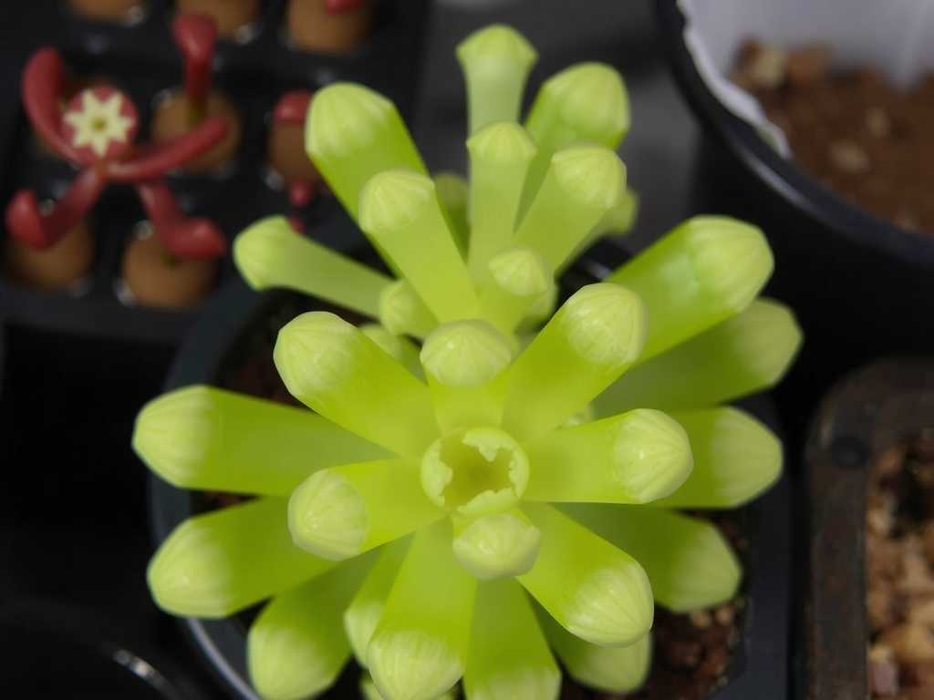 How to Care for Pinguicula: Fungal Treatment Guide(1) How to Care for Pinguicula: Fungal Treatment Guide(1)