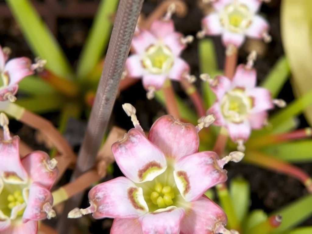 How to Care for Pinguicula After Pest Infestation
