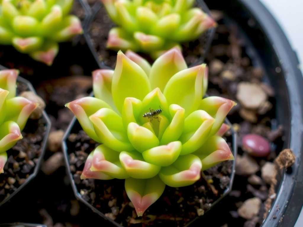 How to Care for Pinguicula: Pest Prevention Routine