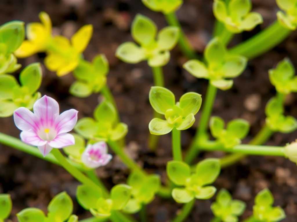 How to Care for Pinguicula Without Trimming(1) How to Care for Pinguicula Without Trimming(1)