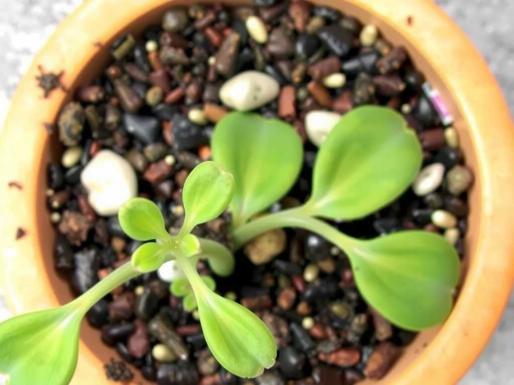 How to Care for Pinguicula in Dry Winters