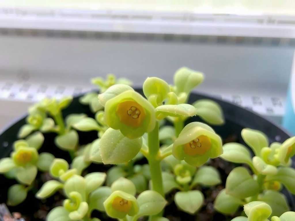 How to Care for Pinguicula in Dry Winters(1) How to Care for Pinguicula in Dry Winters(1)