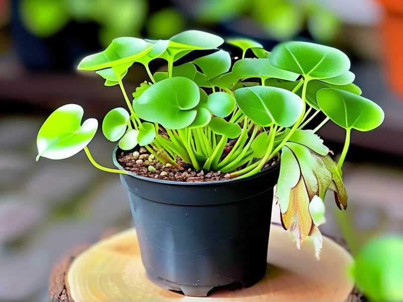 How to Propagate Butterwort: Achieve Lush Propagated Plants
