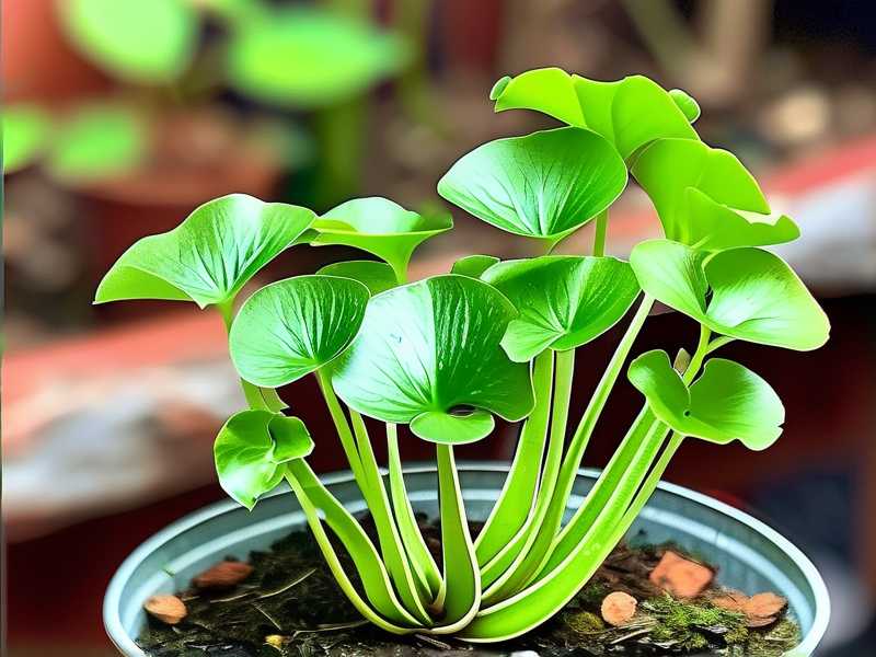 How to Propagate Butterwort: Emergency Propagation Guide