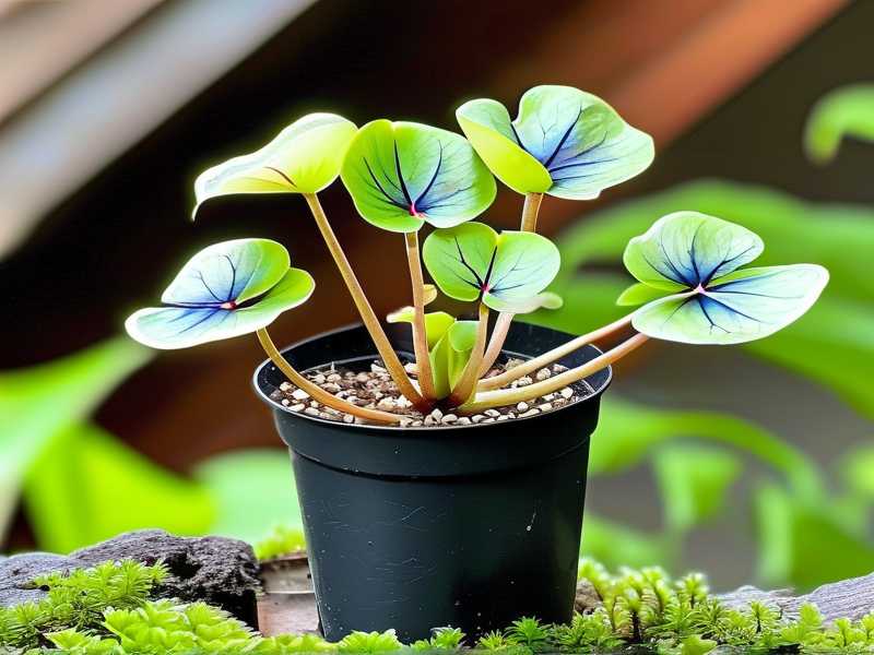 How to Propagate Butterwort With Tap Water Safely(1) How to Propagate Butterwort With Tap Water Safely(1)