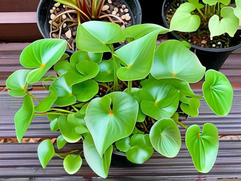 How to Propagate Butterwort: Year-Round Propagation