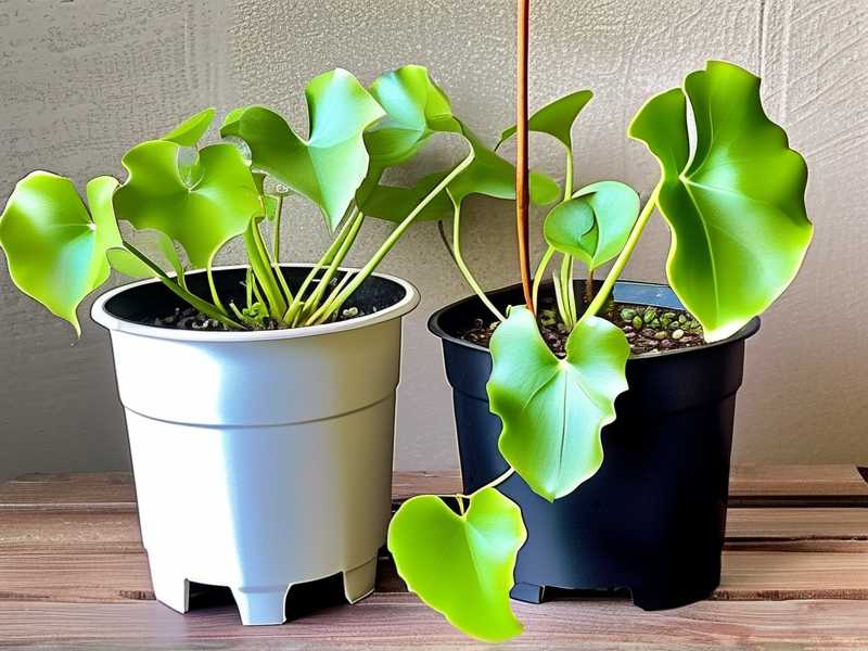 How to Propagate Butterwort in a Plastic Bag Method