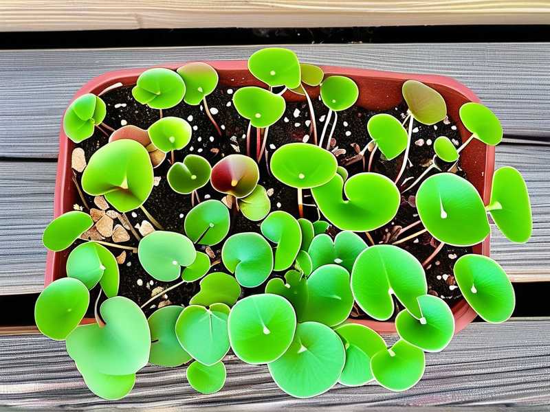 How to Propagate Butterwort: Stratify Seeds Correctly