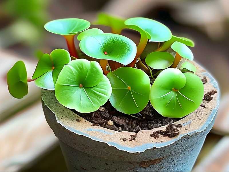 How to Propagate Butterwort: Reduce Transplant Shock